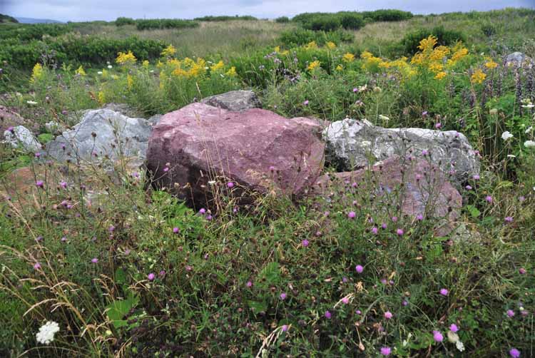 rocks and flowers